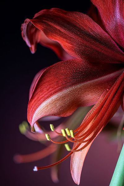 Colorado-Fort Collins Bogota amaryllis flower close-up